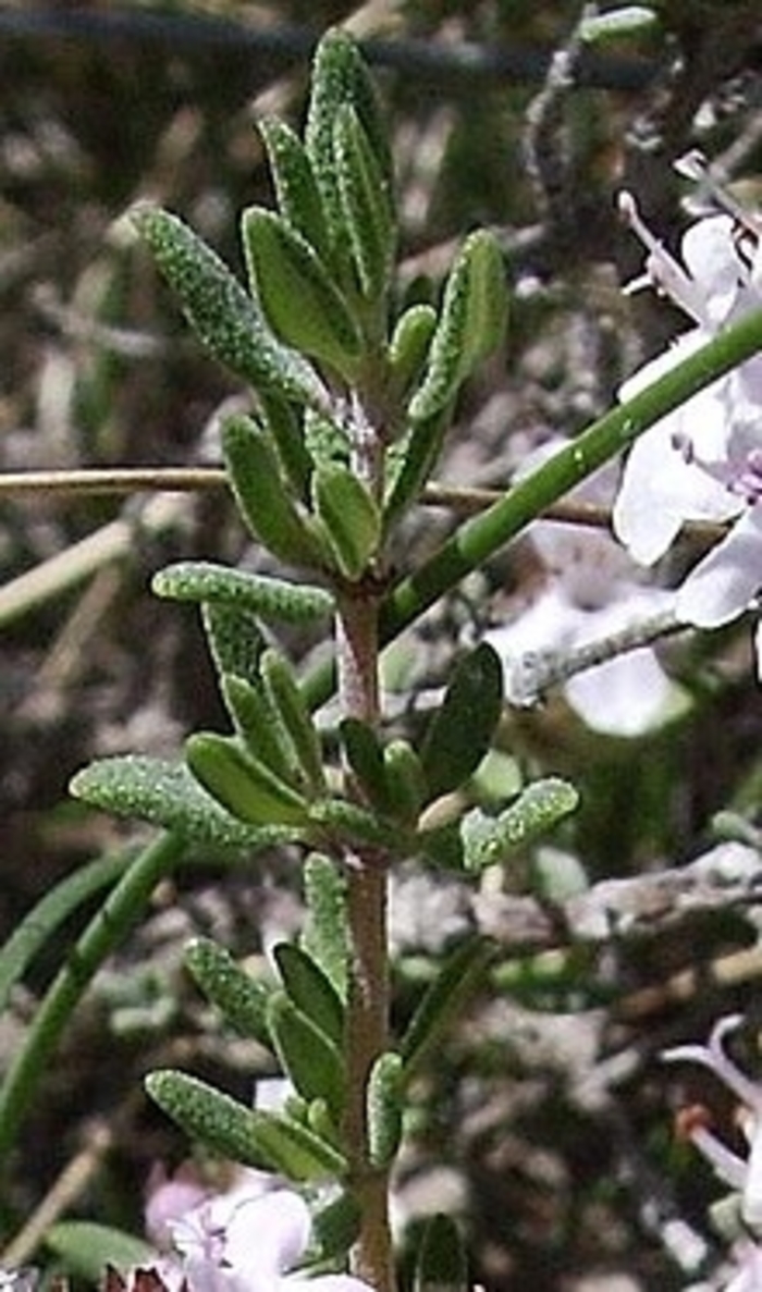 Thyme - Multiple Varieties from WNLKG Wildwood Nursery LKG