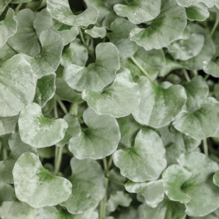 Dichondra Silver Falls - from WNLKG Wildwood Nursery LKG