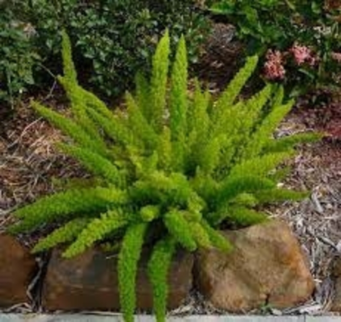 Asparagus Fern - 'Foxtail' from WNLKG Wildwood Nursery LKG