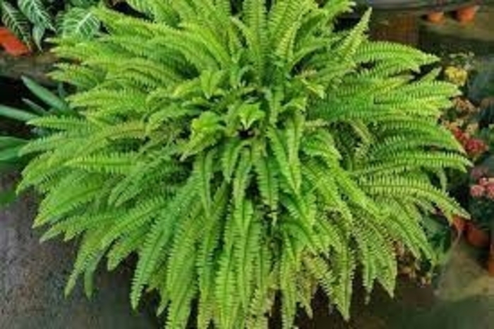 Boston Fern - from WNLKG Wildwood Nursery LKG