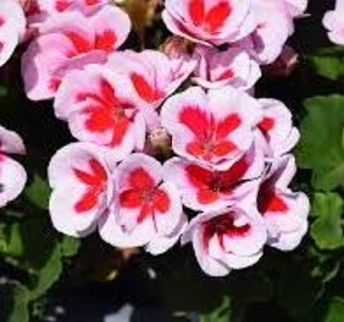 Geranium 'Americana' Variety - Multiple Colors from WNLKG Wildwood Nursery LKG