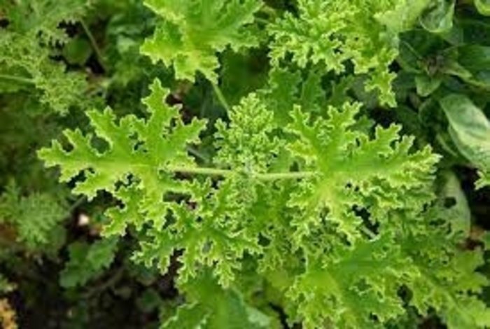 Mosquito Plant (Citronella) - Pelargonium graveolens from WNLKG Wildwood Nursery LKG