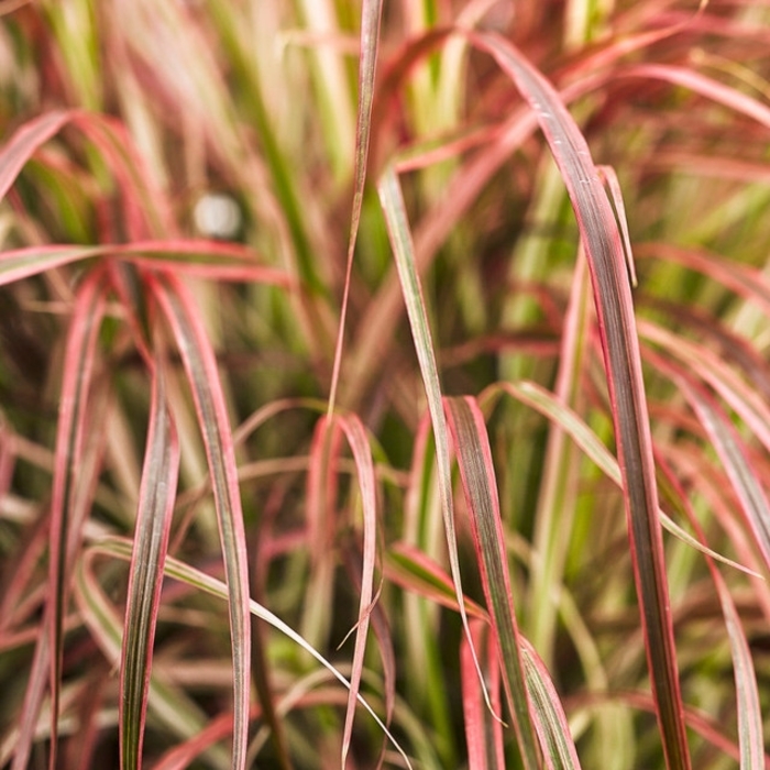 Fireworks Ornamental Grass - Pennisetum setaceum from WNLKG Wildwood Nursery LKG