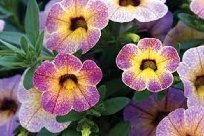Million Bells 'Chameleon®' Variety - Multiple Colors from WNLKG Wildwood Nursery LKG