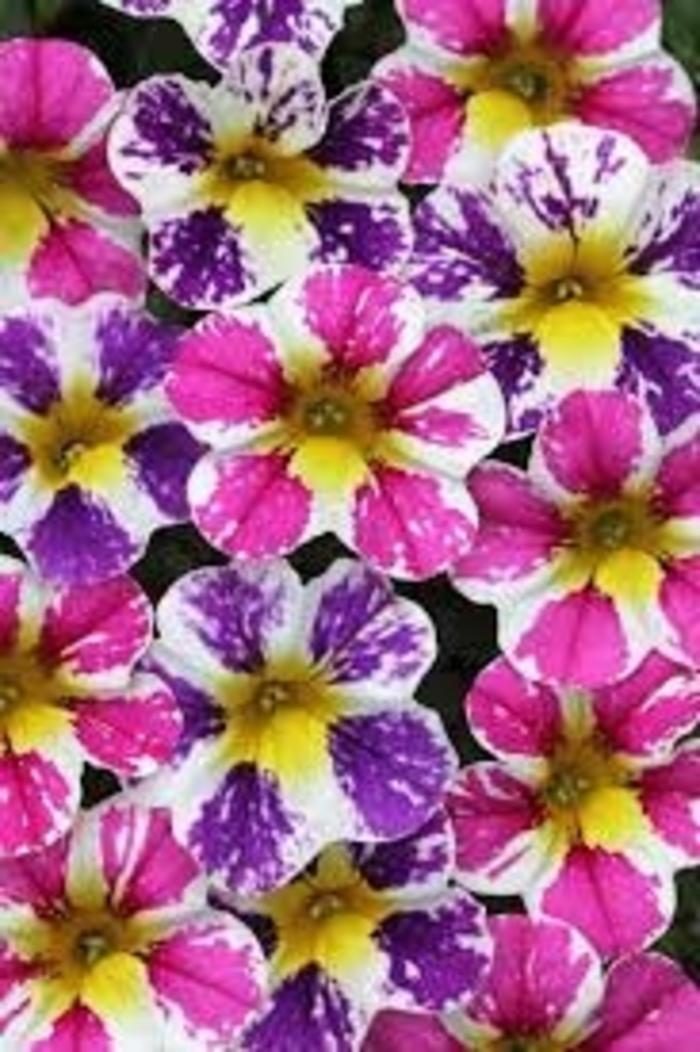 Million Bells 'Candy Shop' Variety - Multiple Colors from WNLKG Wildwood Nursery LKG