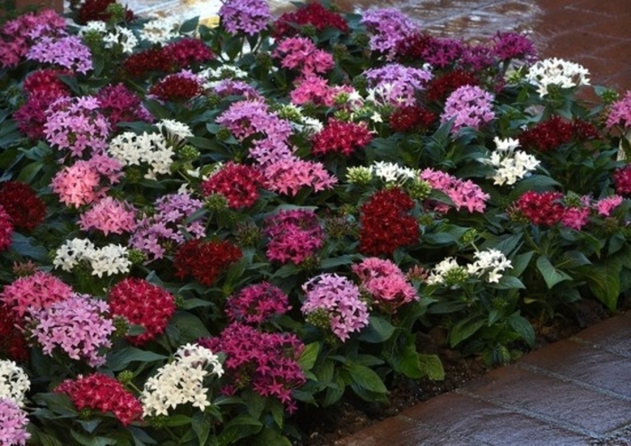 Pentas Star Cluster - Multiple Colors from WNLKG Wildwood Nursery LKG