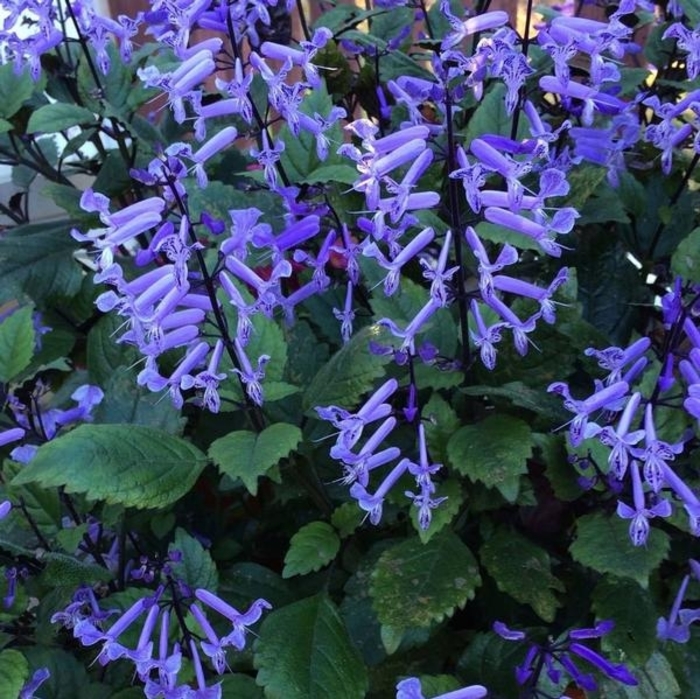 Plectranthus - Mona Lavender from WNLKG Wildwood Nursery LKG