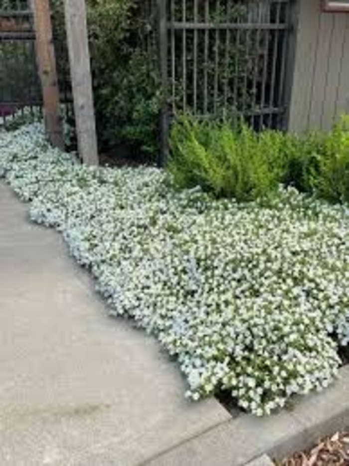 Petunia 'Itsy™' Variety - Multiple Colors from WNLKG Wildwood Nursery LKG
