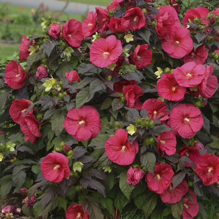 Hibiscus - 'Mars Madness' from WNLKG Wildwood Nursery LKG