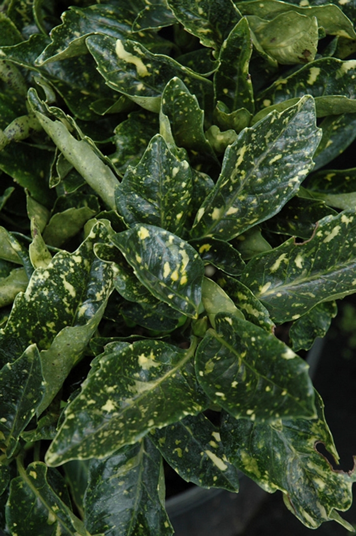 Aucuba - Dwarf Gold Dust from WNLKG Wildwood Nursery LKG