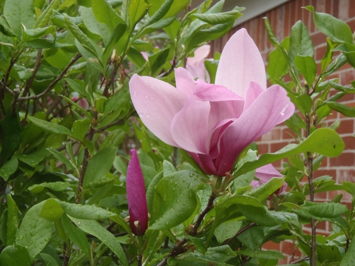 Magnolia Tulip Tree - 'Jane' from WNLKG Wildwood Nursery LKG