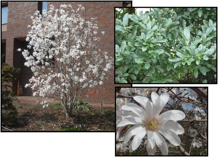 Magnolia Stellata - 'Royal Star' from WNLKG Wildwood Nursery LKG