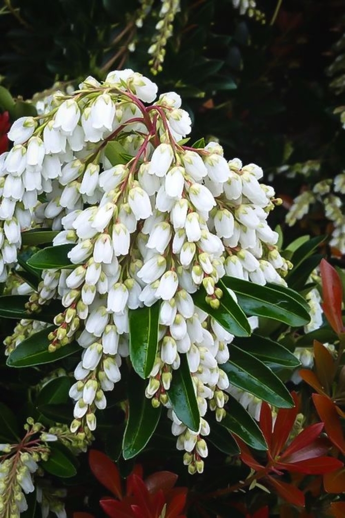 Pieris - 'Temple Bells' from WNLKG Wildwood Nursery LKG