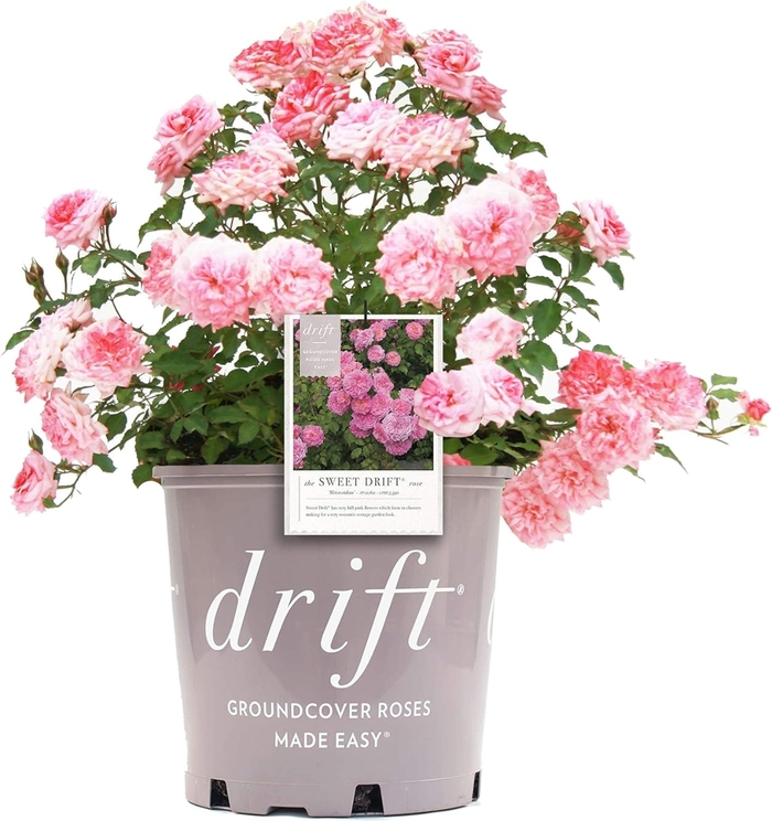 Rose 'Drift' Variety - Multiple Colors from WNLKG Wildwood Nursery LKG