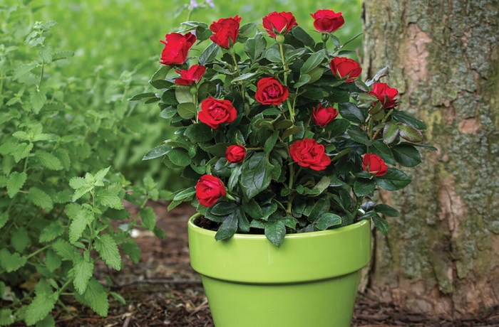 Rose 'Petite Knock Out' Variety - Red from WNLKG Wildwood Nursery LKG