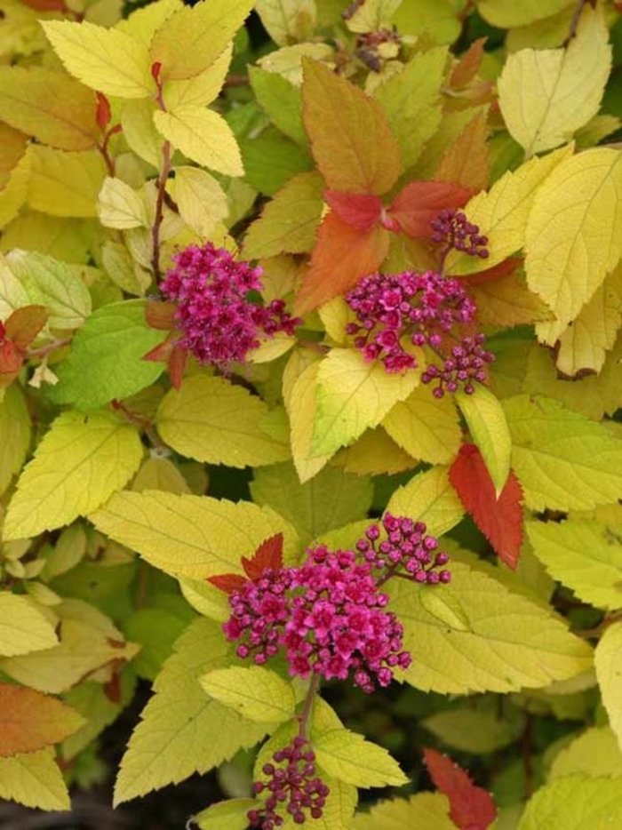 Spirea - 'Candy Corn' from WNLKG Wildwood Nursery LKG