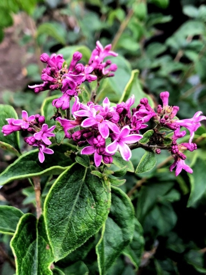 Lilac 'Bloomerang' - Multiple Varieties from WNLKG Wildwood Nursery LKG