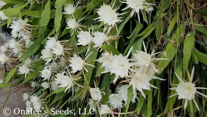 Orchid Cactus - Night Blooming Cereus from WNLKG Wildwood Nursery LKG
