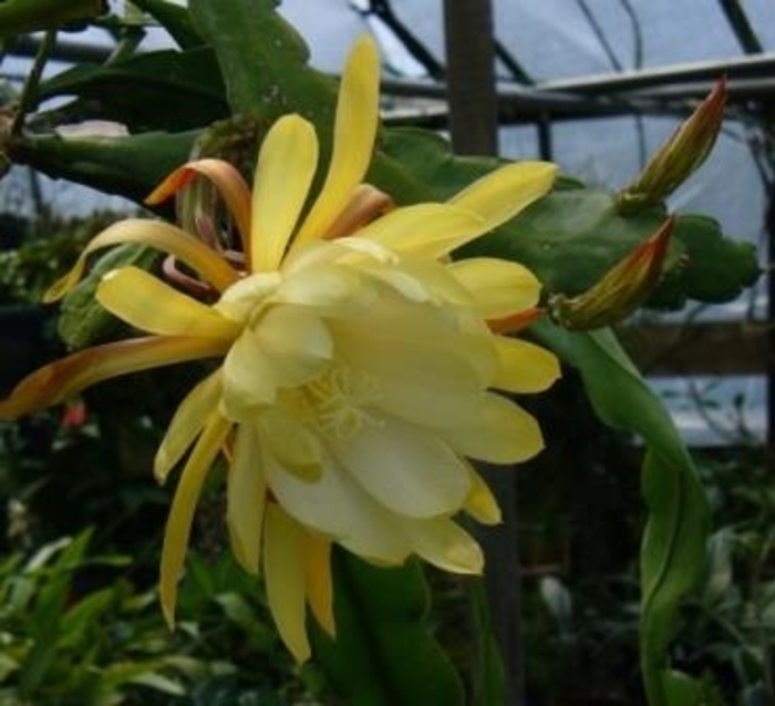 Orchid Cactus - Yellow from WNLKG Wildwood Nursery LKG