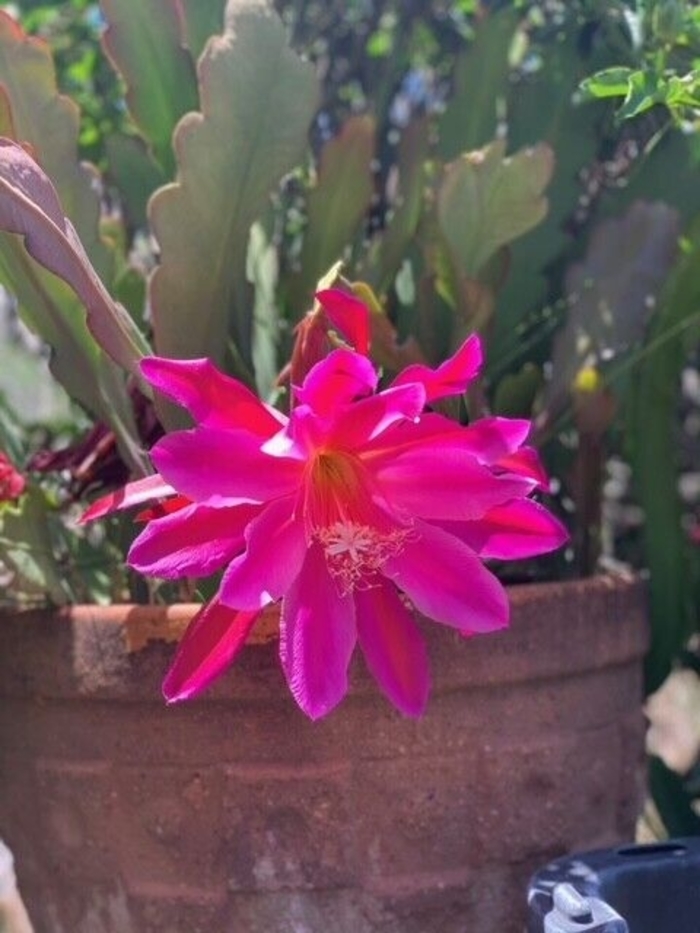 Orchid Cactus - Magenta from WNLKG Wildwood Nursery LKG