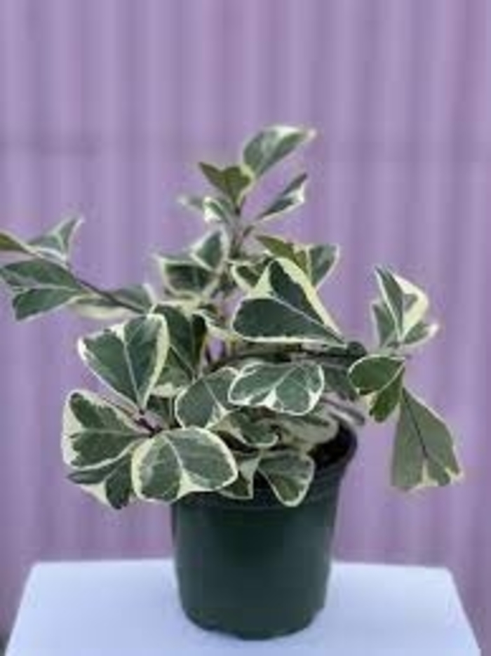 Ficus Triangularis - Variegated from WNLKG Wildwood Nursery LKG