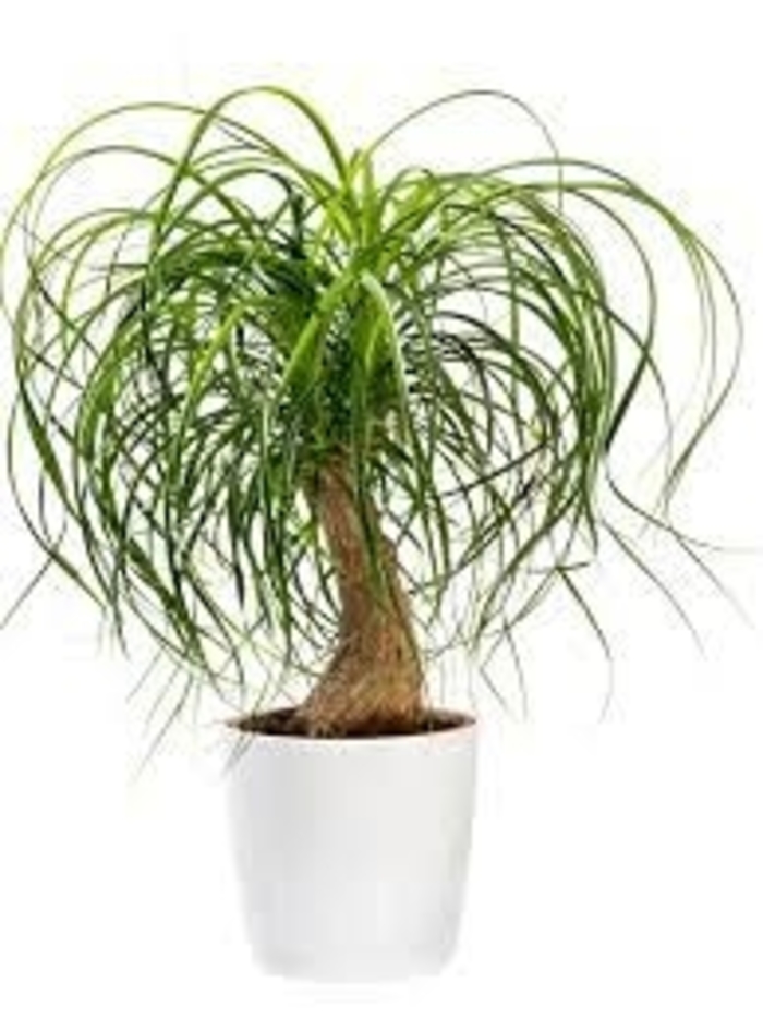 Ponytail Palm - Beaucarnea guatemalensis from WNLKG Wildwood Nursery LKG