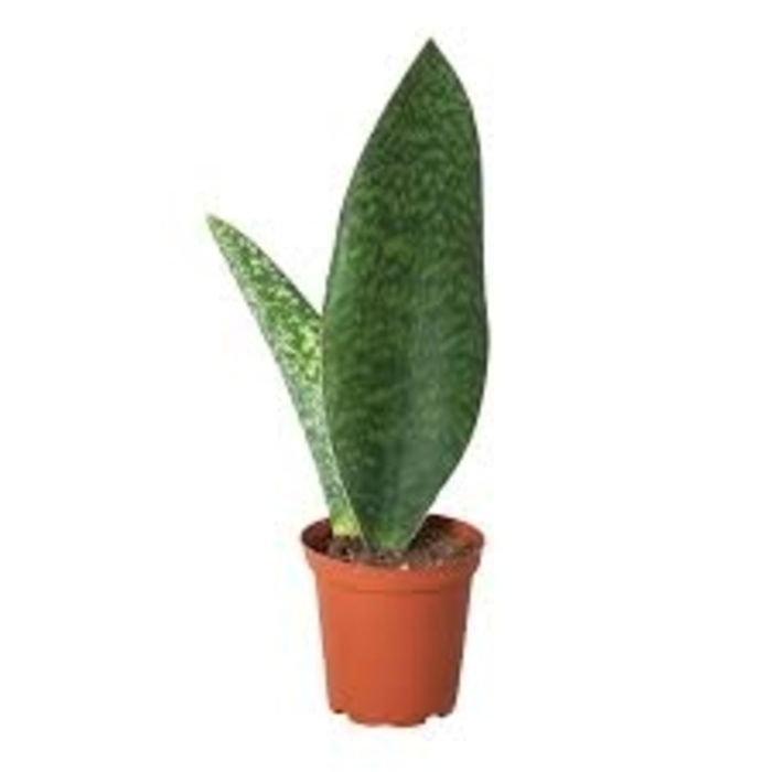 Sansevieria Snake Plant - Shark Fin from WNLKG Wildwood Nursery LKG