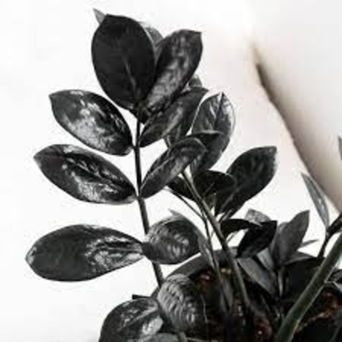 ZZ Black Raven - Zamio Zamioculcas from WNLKG Wildwood Nursery LKG