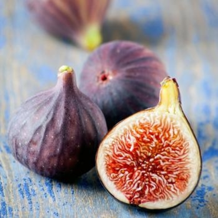 Dwarf Fig - 'Little Miss Figgy' from WNLKG Wildwood Nursery LKG