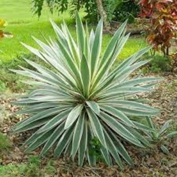 Yucca - 'Variegata' from WNLKG Wildwood Nursery LKG