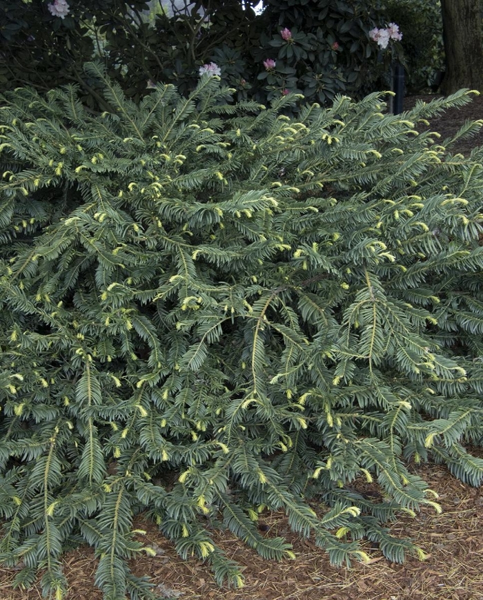 'Duke Gardens' Japanese Plum Yew - Cephalotaxus harringtonia from WNLKG Wildwood Nursery LKG