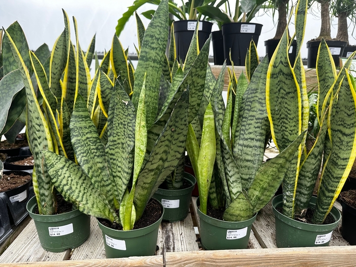 Sansevieria - Assorted from WNLKG Wildwood Nursery LKG