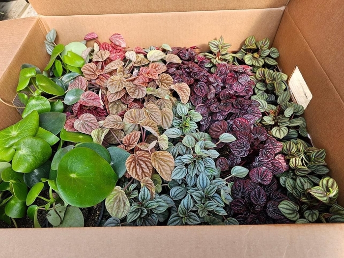 Peperomia - Multiple Assorted Varieties from WNLKG Wildwood Nursery LKG