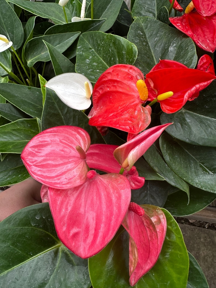 Anthurium - Assorted from WNLKG Wildwood Nursery LKG
