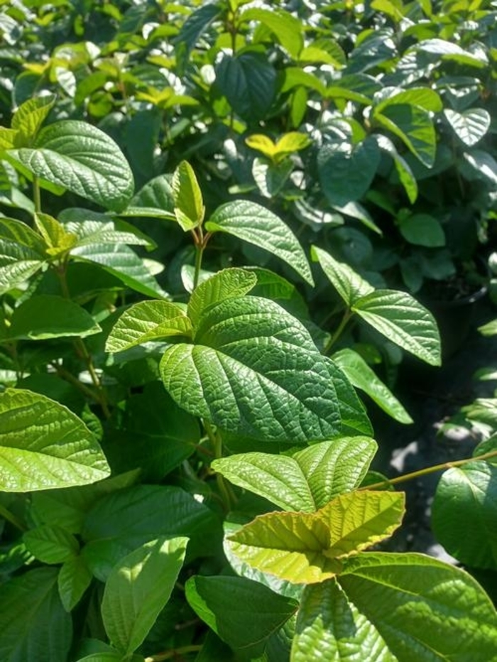 Viburnum - 'Fugitive' from WNLKG Wildwood Nursery LKG