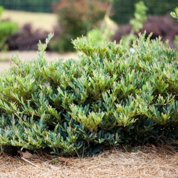 Distylium - 'Cinnamon Girl' from WNLKG Wildwood Nursery LKG