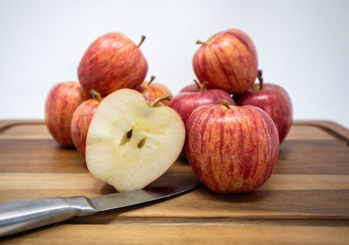 'Gala' Apple - Malus domestica from WNLKG Wildwood Nursery LKG