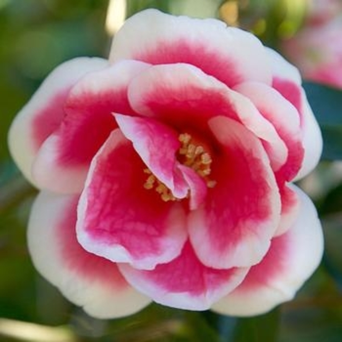 Camellia - 'Christmas Carol' from WNLKG Wildwood Nursery LKG