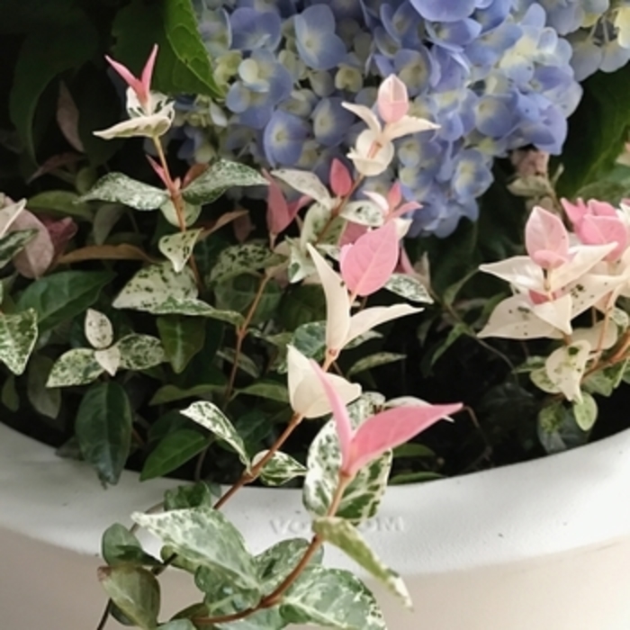 Jasmine - 'Snow N Summer' from WNLKG Wildwood Nursery LKG