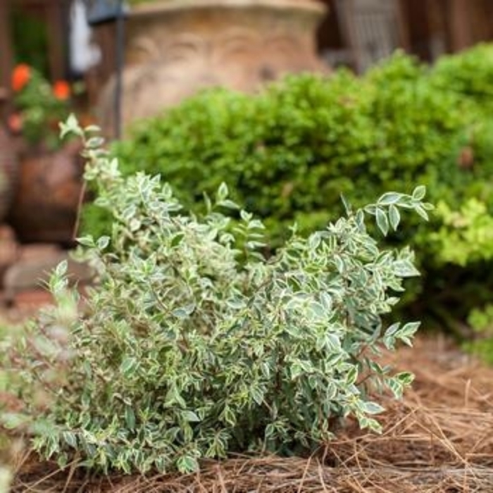 Abelia - Vanilla Brandy from WNLKG Wildwood Nursery LKG