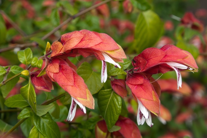 Shrimp Plant - Justicia brandegeeana from WNLKG Wildwood Nursery LKG