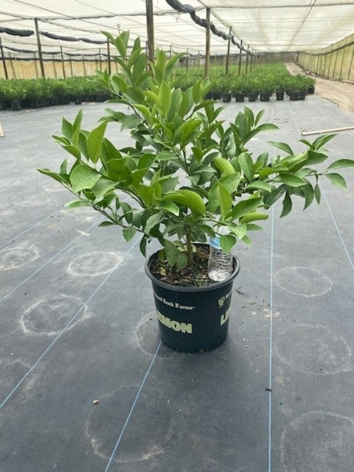 Citrus Bush - Multiple Varieties from WNLKG Wildwood Nursery LKG