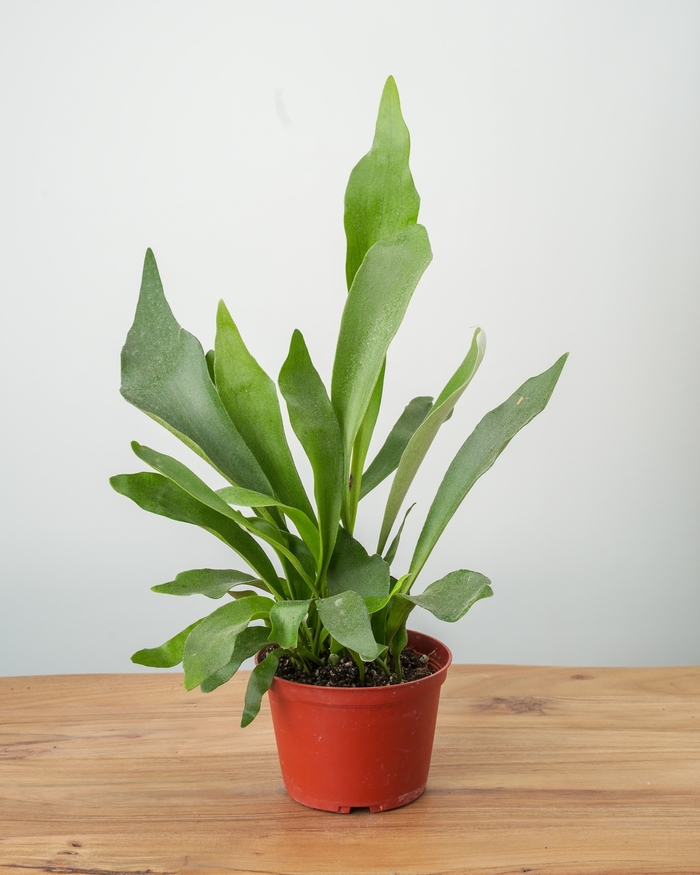 Staghorn Fern - Platycerium bifurcatum from WNLKG Wildwood Nursery LKG