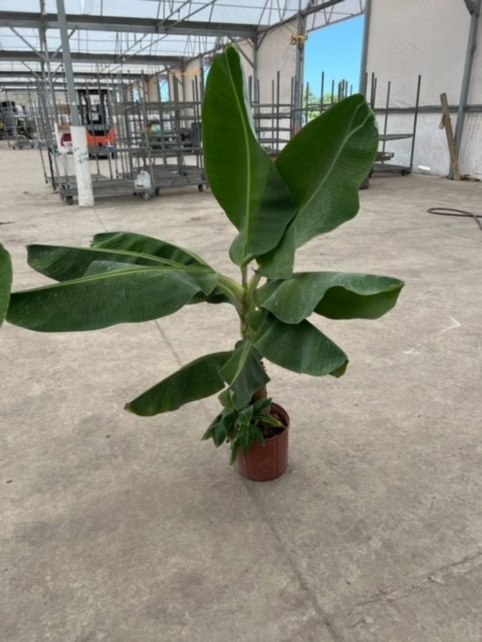 Banana - Musa basjoo from WNLKG Wildwood Nursery LKG