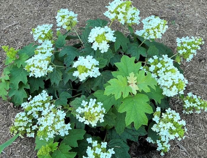 Hydrangea - 'Pee Wee' from WNLKG Wildwood Nursery LKG
