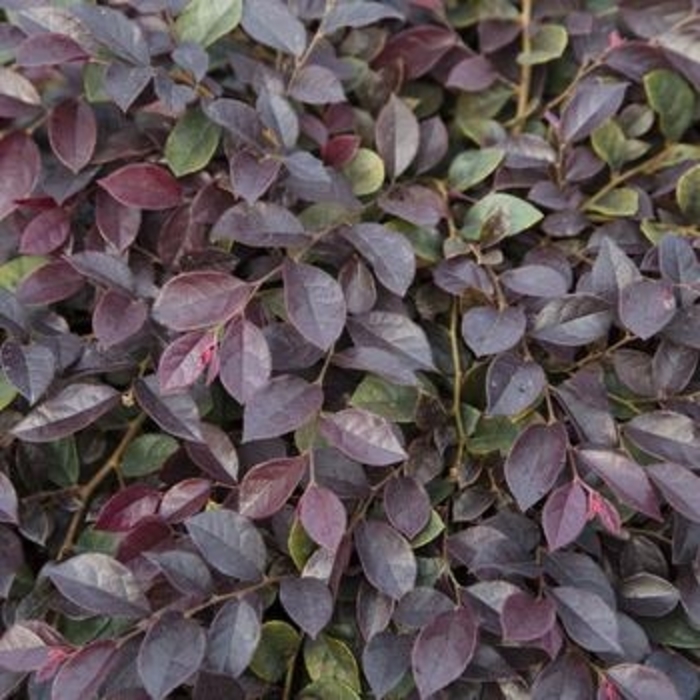 Loropetalum - 'Purple Daydream' from WNLKG Wildwood Nursery LKG