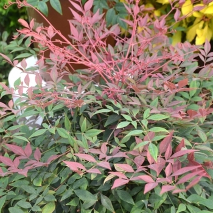 Nandina - 'Obsession' from WNLKG Wildwood Nursery LKG