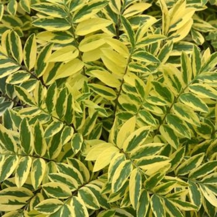 Jacob's Ladder Polemonium - 'Golden Feathers' from WNLKG Wildwood Nursery LKG