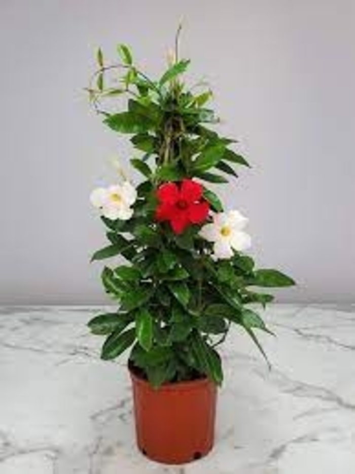 Mandevilla - Red and White Mix from WNLKG Wildwood Nursery LKG