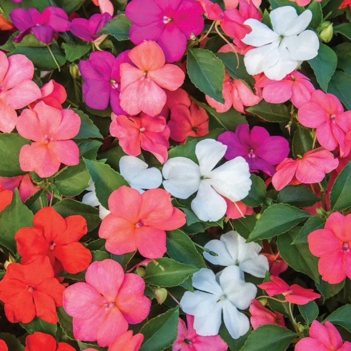 Impatiens - Multiple Colors from WNLKG Wildwood Nursery LKG